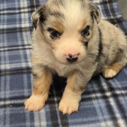 Laura - Blue merle female Miniature Australian Shepherd puppy in Leonard, Texas from Tin Roof Aussies