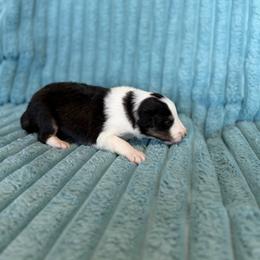 Tex - Black white and tan male Shetland Sheepdog puppy in Aberdeen, Idaho from Willow Creek Cresteds