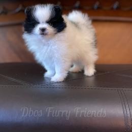 French Bulldog, Goldendoodle, Pomeranian, and Yorkshire Terrier Puppies from Dbos Furry Friends
