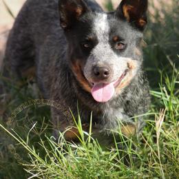 Mydeimos (AKC) - Australian Cattle Dog