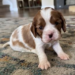 PJ - Blenheim female Cavalier King Charles Spaniel puppy in Oakley, California from Caloobanan Cavaliers