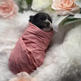 Juliet - Black parti female Pomeranian puppy in Wagoner, Oklahoma from Cascade Pomeranians