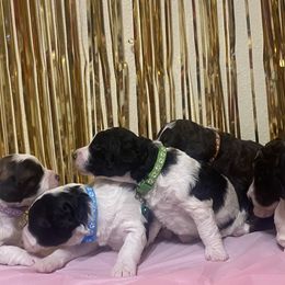 Bernedoodles from Taylor Made Kennels