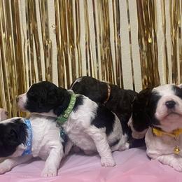 Bernedoodles from Taylor Made Kennels