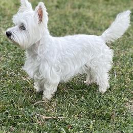 Breeze - West Highland White Terrier