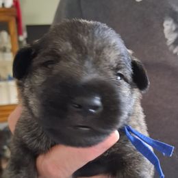 Boy 3 - Salt and pepper male Miniature Schnauzer puppy in Raymond, Washington from Springs Miniature Schnauzers