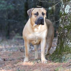 Roo - Boerboel