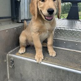 Golden Retriever Puppies from Apple Country Retrievers
