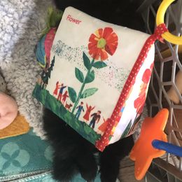 Pomeranian Puppies from Yates Pomeranians