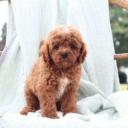 Cavachons and Cavapoos from Pleasant Home Pups