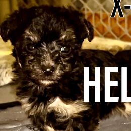 Pumpkin - Merle Yorkipoo puppy in Canton, Texas from X-F Kennels