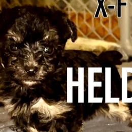 Pumpkin - Merle Yorkipoo puppy in Canton, Texas from X-F Kennels