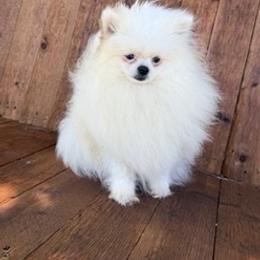 Bonnie - Pomeranian