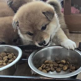 Shiba Inu Puppies from Diwasou
