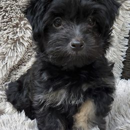 Havanese from Hayden's Havanese