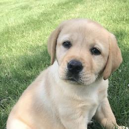Labrador Retrievers from Graham Hill Labradors