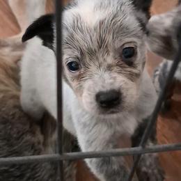 Smeagol (AKC) - Blue male Australian Cattle Dog puppy in Marana, Arizona from Impact 3rd Australian Cattle Dogs
