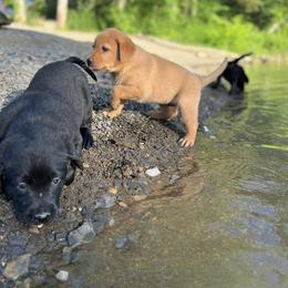 Labrador Retriever Puppies from AGL Retrievers