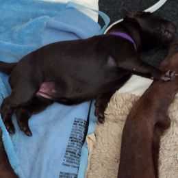 Labrador Retriever Puppies from Silverback Labradors