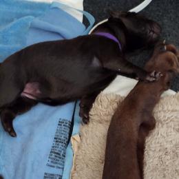 Labrador Retriever Puppies from Silverback Labradors