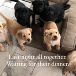Labrador Retriever Puppies from Premium Labradors of Ontario