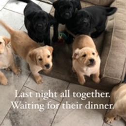Labrador Retriever Puppies from Premium Labradors of Ontario
