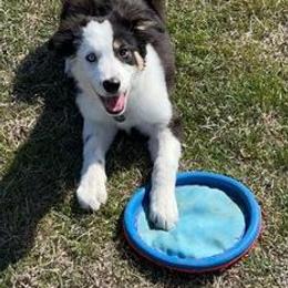 Border Collie Puppies from Bond Border Collies
