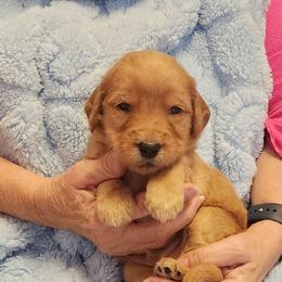Brown - Red  male Goldendoodle puppy in Cumming, Georgia from Chattahoochee Kennels