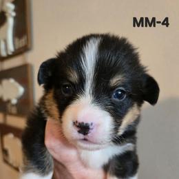 MM-4 - Black and tan male Pembroke Welsh Corgi puppy in Ely, Minnesota from RJ's Corgis