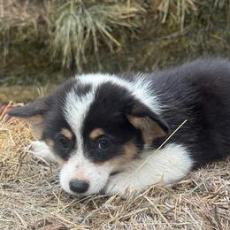 Saturn - Black and tan female Pembroke Welsh Corgi puppy in Derby, Iowa from NHC Kennels