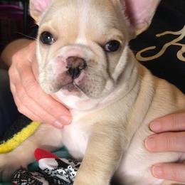 French Bulldog Puppies from Legend French Bulldogs