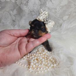 Yorkshire Terrier Puppies from Hetzel’s Enchanted Yorkies (Michigan)