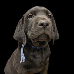 Yankee - Black male Dilute Retriever puppy in Sidney, Nebraska from Nebraska Strong Labradors