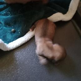Boy 3 - Red male Dachshund puppy in Warrenville, South Carolina from Sherman's Dachshunds