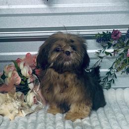 AKC Nani's - Liver female Shih Tzu puppy in Elgin, South Carolina from Silver Bells Paw Prints