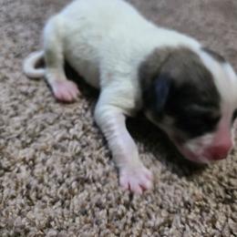 Boy 1 - White and badger male Great Pyrenees puppy in Ruthven, Iowa from Whispering Heights Ranch