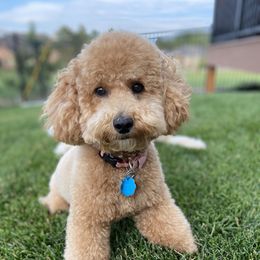 Evie - Goldendoodle