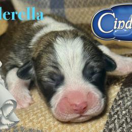 Cinderella - Sable female Pembroke Welsh Corgi puppy in Valley, Washington from Corgis of the Mountain Valley