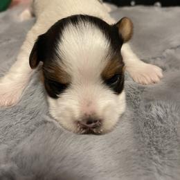 Yorkshire Terrier puppies from Rock City Yorkies