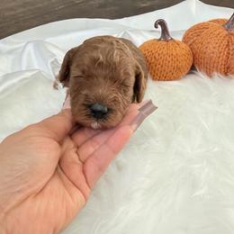Alvin - Red  male Poodle puppy in Wasco, California from Kern County Miniature Red Poodles