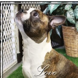 Fancy - Boston Terrier