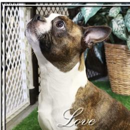 Fancy - Boston Terrier