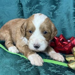 Boy 3 - male Bernedoodle puppy in Cody, Wyoming from Yellowstone Breeders