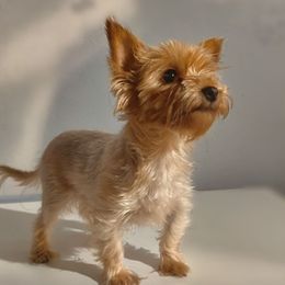 Leeloo - Yorkshire Terrier