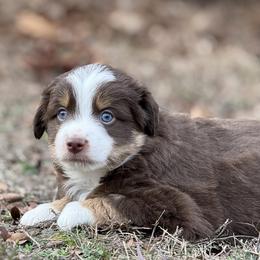Marshall - Red tri male Miniature Australian Shepherd puppy in Natural Dam, Arkansas from Natural State Aussies