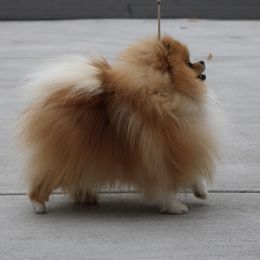 Nova - Pomeranian