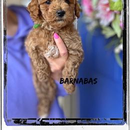 Bernedoodle, Cavapoo, Goldendoodle, and Poodle Puppies from Gypsi Doodles & Poodles