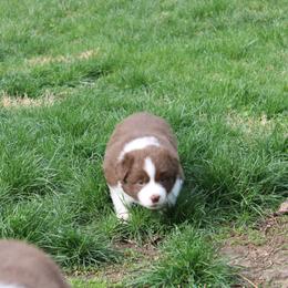 Australian Shepherd Puppies from Starlit Grove Australian Shepherds
