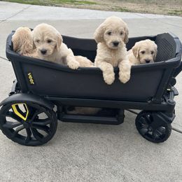 Goldendoodle Puppies from Lakes Golden Doodles