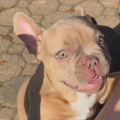Zoe - Blue fawn female French Bulldog puppy in Chesapeake, Virginia from Pardon My Frenchies